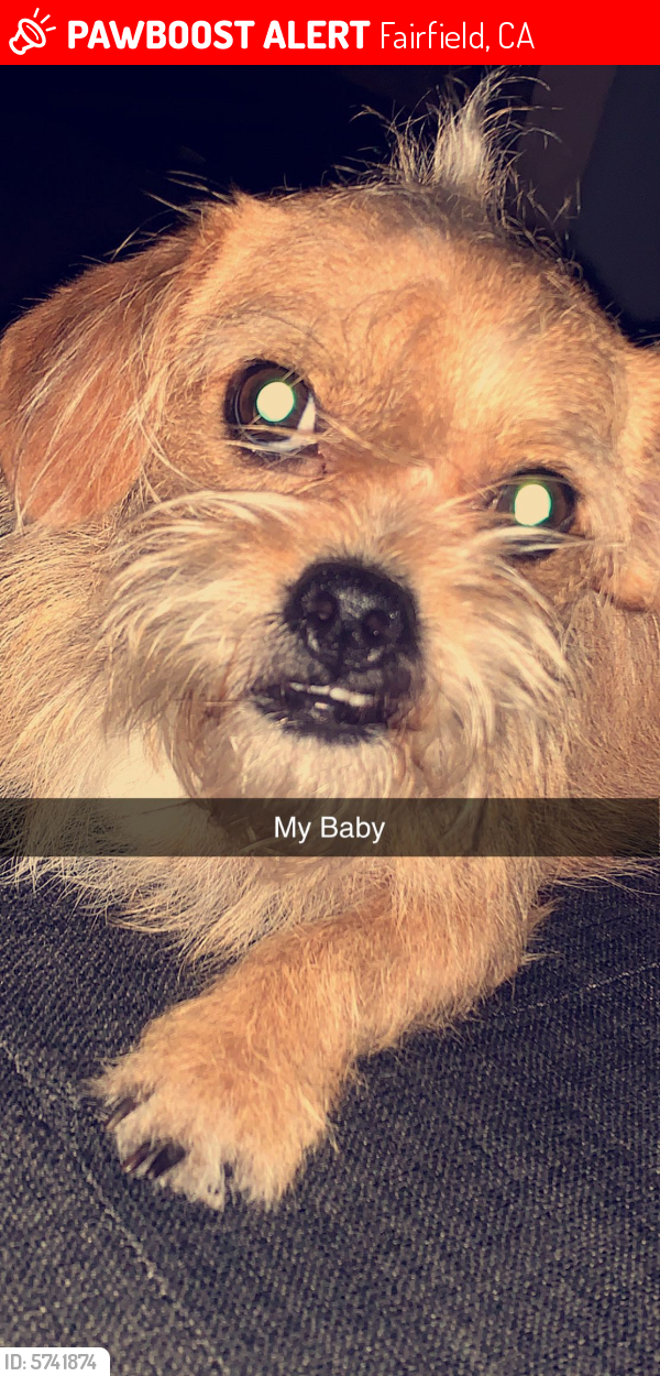 Lost Female Dog last seen Avery park apartments, Fairfield, CA 94533