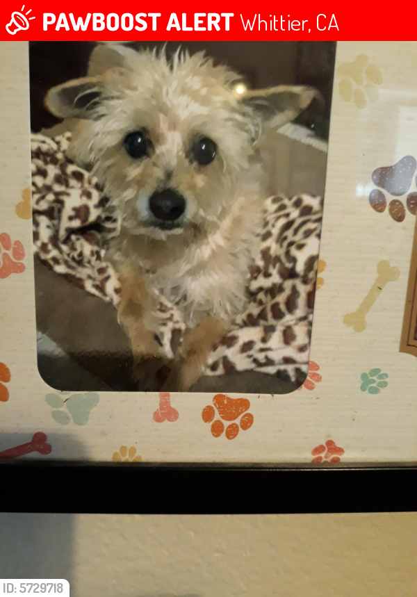 Lost Male Dog last seen Pioneer Blvd and Obregon st, Whittier, CA 90602