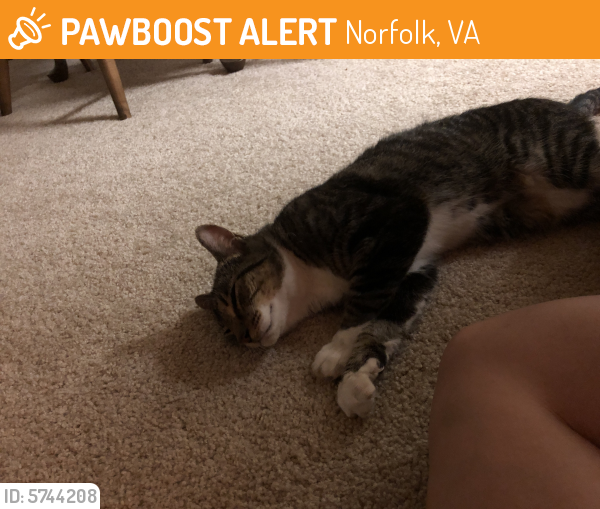 Found/Stray Male Cat last seen Myers and tanners creek , Norfolk, VA 23513