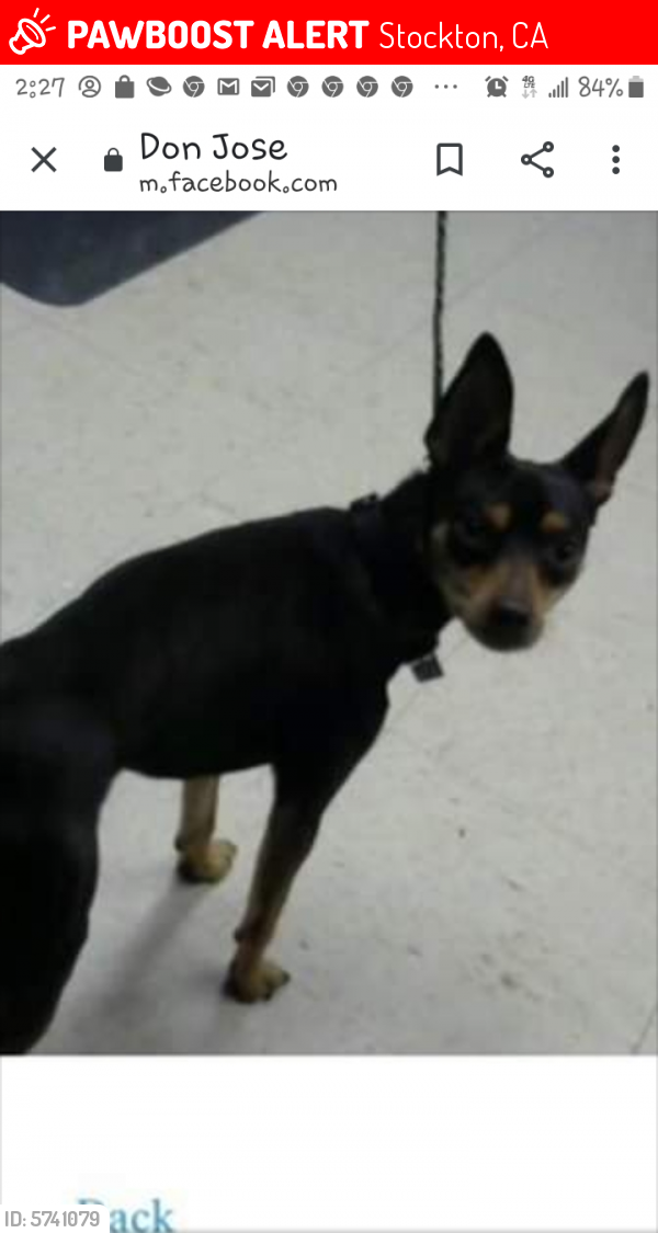 Lost Male Dog last seen Pershing ave, Stockton, CA 95207