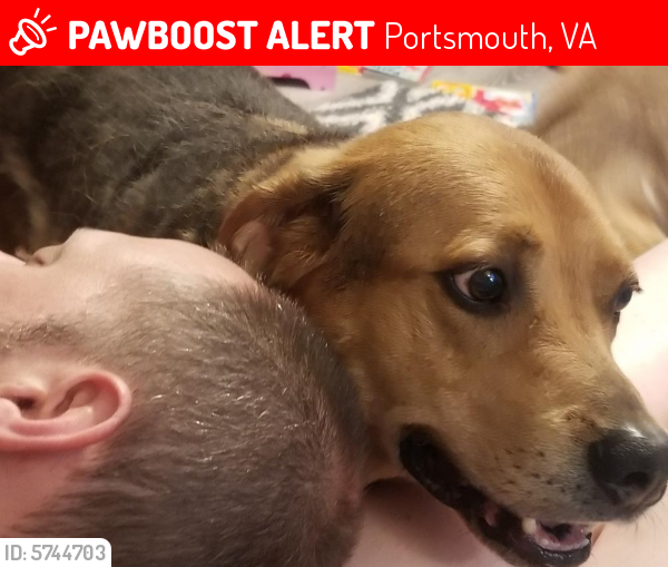 Lost Male Dog last seen Harvard rd and foxgrape, Portsmouth, VA 23701