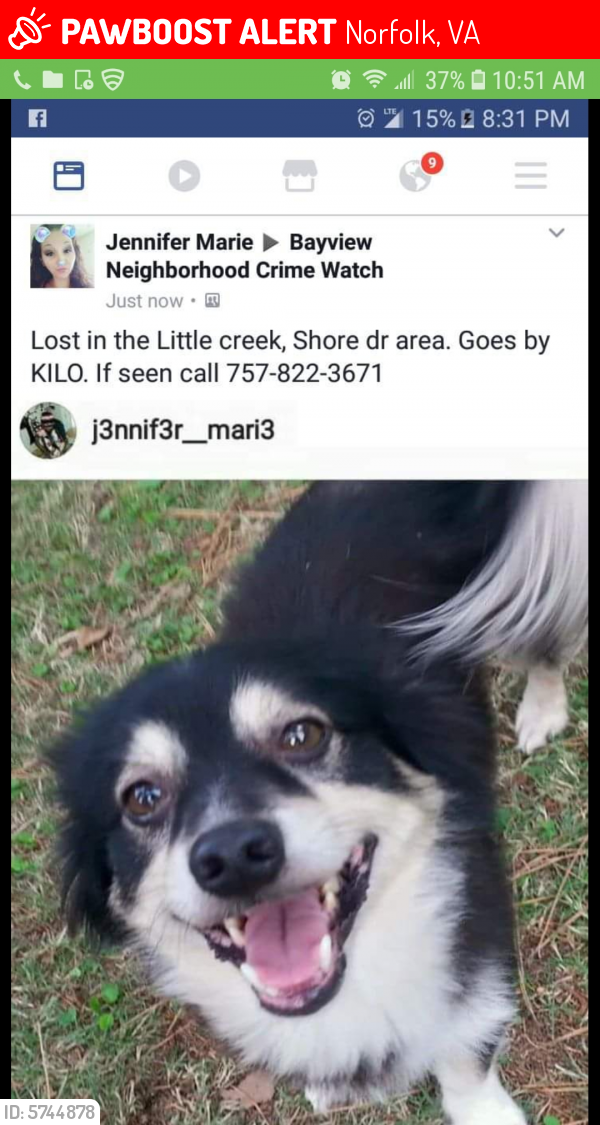 Lost Male Dog last seen Little creek rd , Norfolk, VA 23518