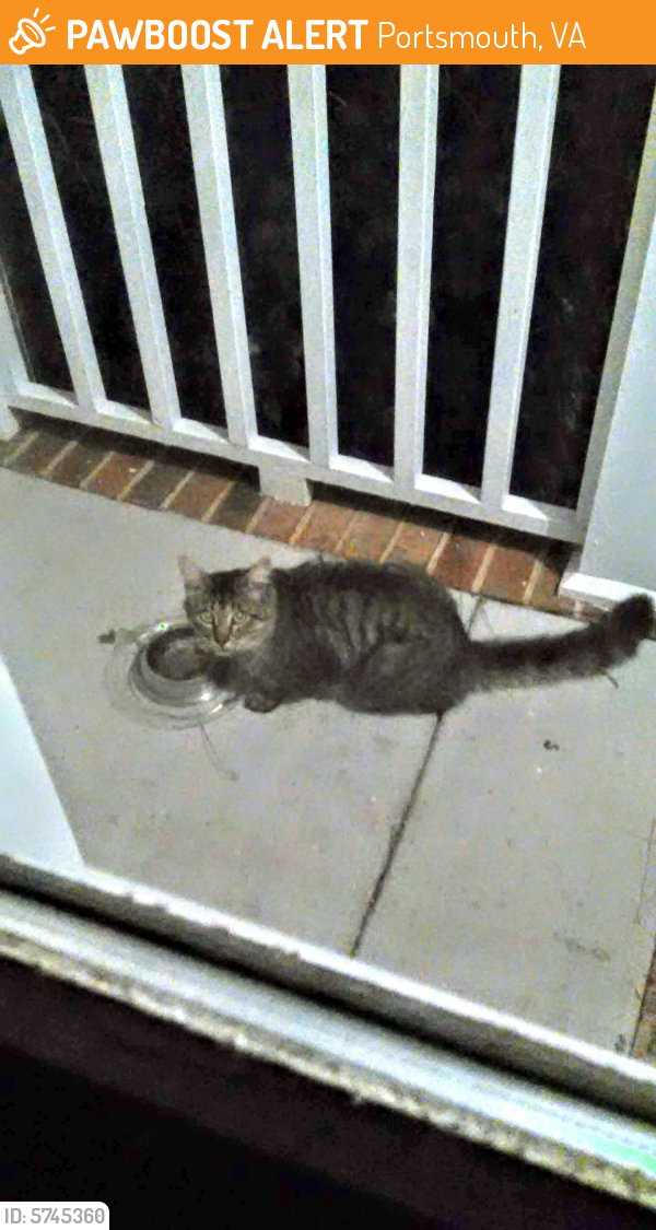 Found/Stray Unknown Cat last seen Eaver Ct. and Larkspur, Portsmouth, VA 23703