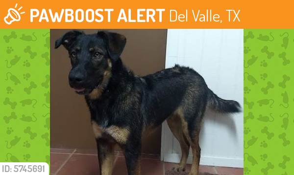 Found/Stray Male Dog last seen Martin Marietta - Garfield Sand & Gravel 3901 Norwood Ln, Del Valle, TX 78617, Del Valle, TX 78617