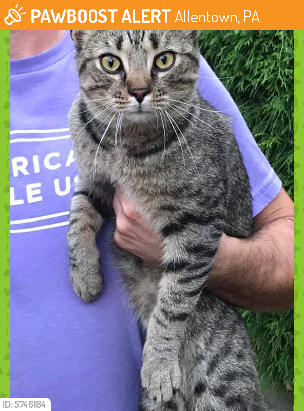Found/Stray Cat in Allentown, PA 18104 (ID 5746184) PawBoost