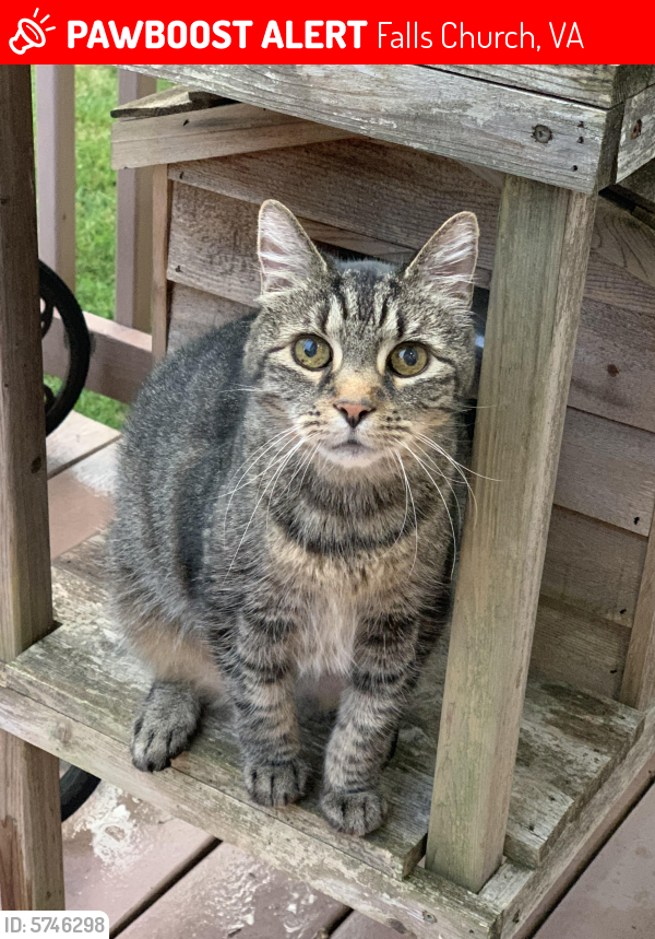 Lost Female Cat last seen Radnor Pl & Holloman Rd, Falls Church, VA 22042