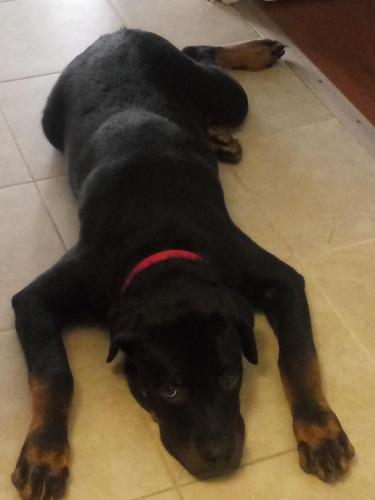 Lost Male Dog last seen Redskin drive and fairglen drive, Cincinnati, OH 45251