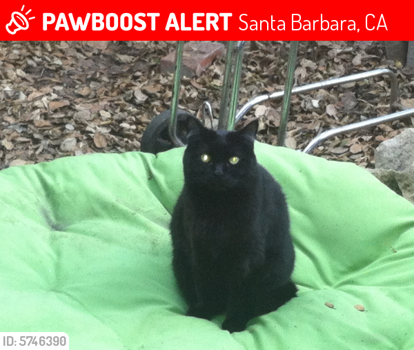 Lost Female Cat last seen North Patterson South la Cumbre , Santa Barbara, CA 93111