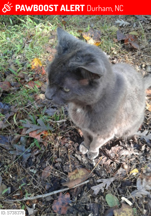 Lost Male Cat last seen Near Windover Drive, Durham, NC 27712 - near Mason Road and Guess Road, Durham, NC 27712