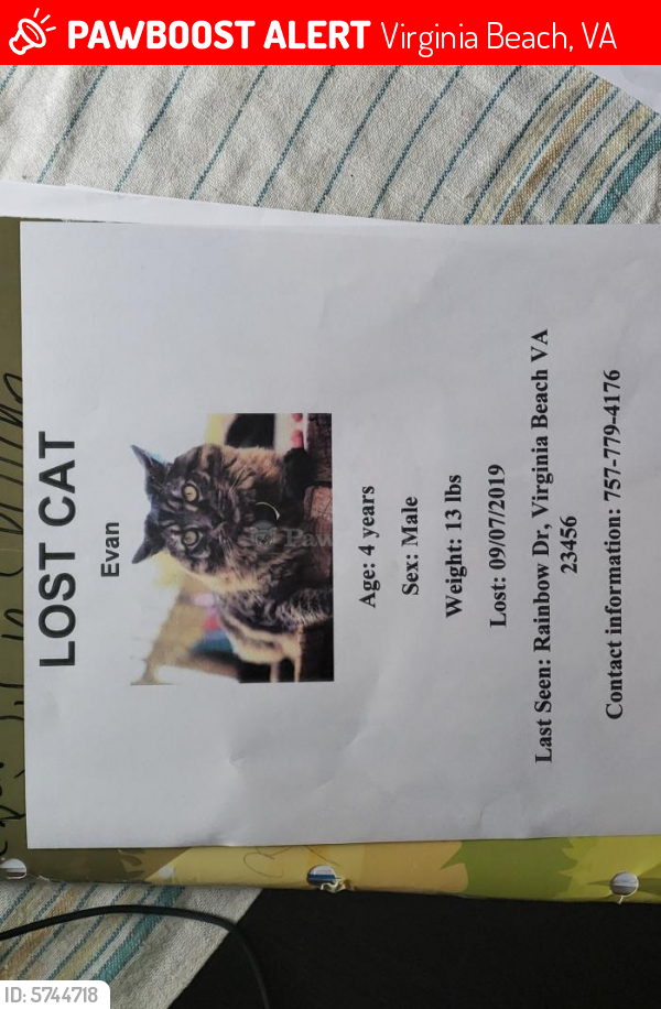 Lost Male Cat last seen Rainbow Drive, va Beach , Virginia Beach, VA 23456