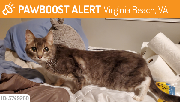 Found/Stray Female Cat last seen Thalia Gardens Appartments, Virginia Beach, VA 23452
