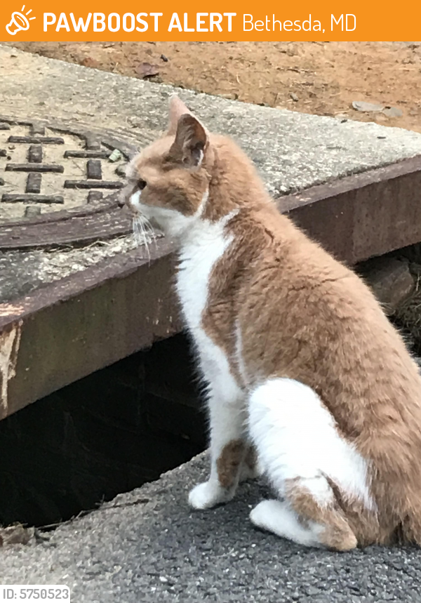 Found/Stray Unknown Cat last seen Brookeway drive near entry to crescent trail, Bethesda, MD 20816