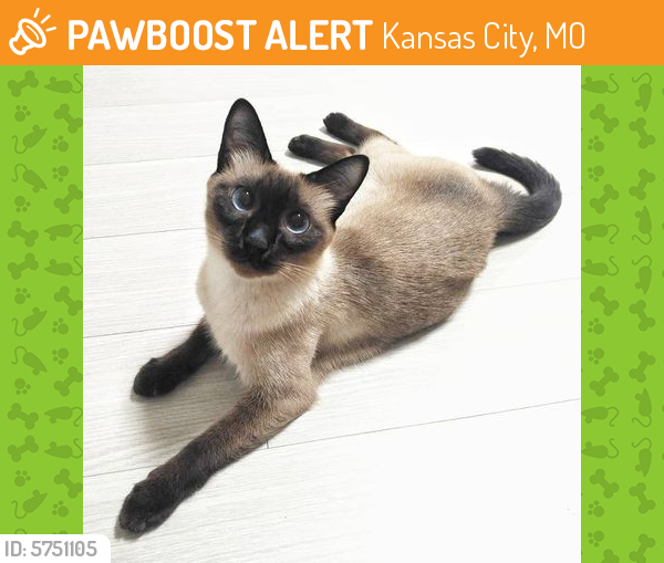 Found/Stray Male Cat last seen Near benton blvd, Kansas City, MO 64127