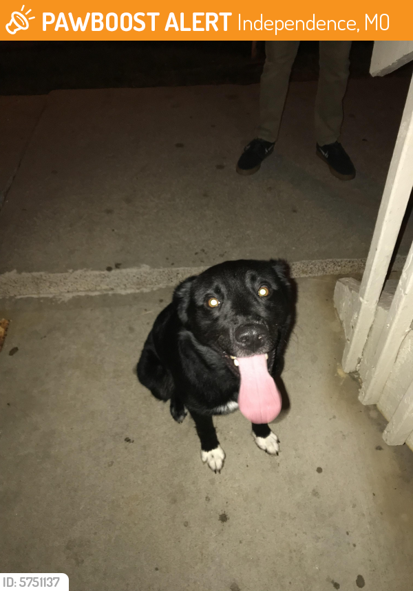 Found/Stray Male Dog last seen found near 45th and noland , Independence, MO 64055