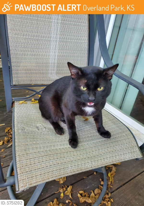 Found/Stray Male Cat last seen 78th and Antioch , Overland Park, KS 66204