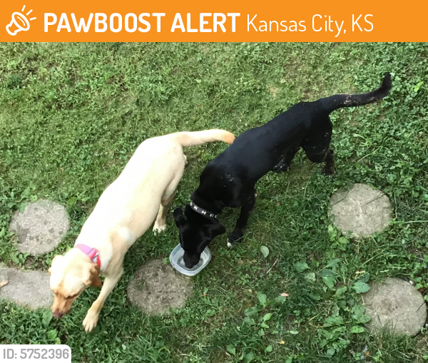 Found/Stray Male Dog last seen 50th Metropolitan, Turner Area, Kansas City, KS 66106