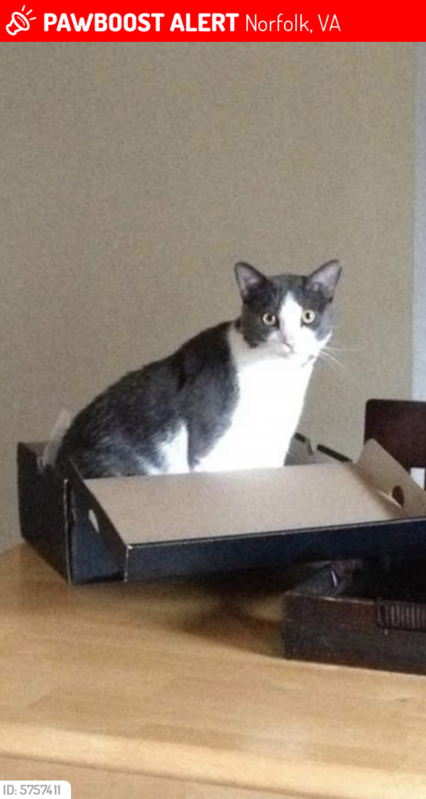 Lost Male Cat last seen Essex circle and Norview ave , Norfolk, VA 23513