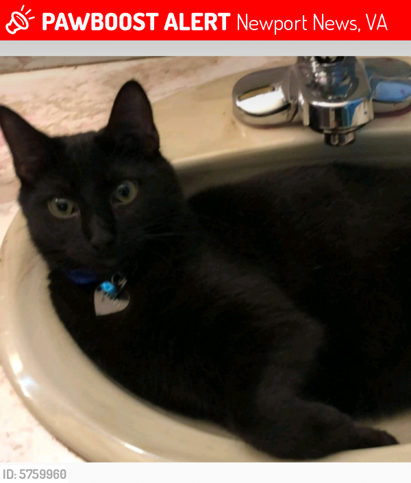 Lost Male Cat last seen Campbell rd and Bland blvd, Newport News, VA 23602