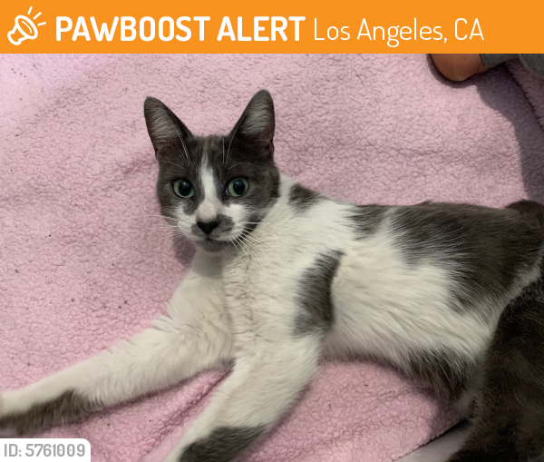 Found/Stray Unknown Cat last seen Leeward and westmoreland, Los Angeles, CA 90005