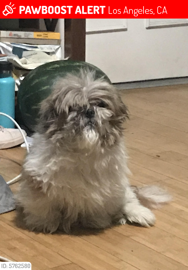 Lost Male Dog last seen Normandie and 96th St, Los Angeles, CA 90047