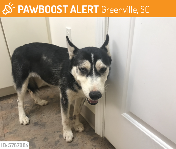 Greenville, SC Stray Female Dog Found Near Near Roper Mountain Rd