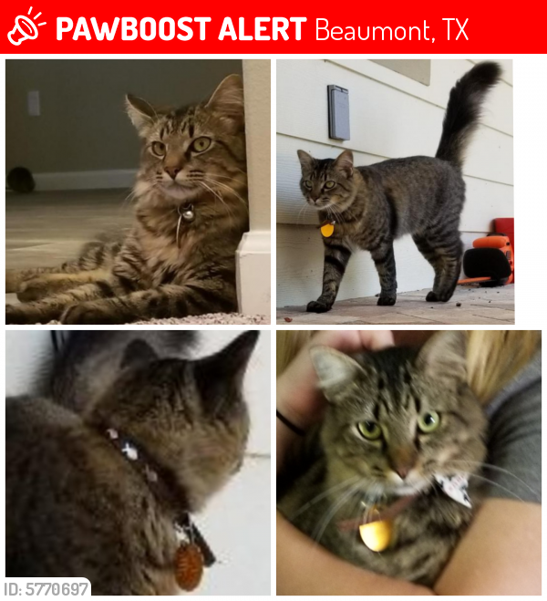 Lost Male Cat last seen Bevil Oaks , Beaumont, TX 77713