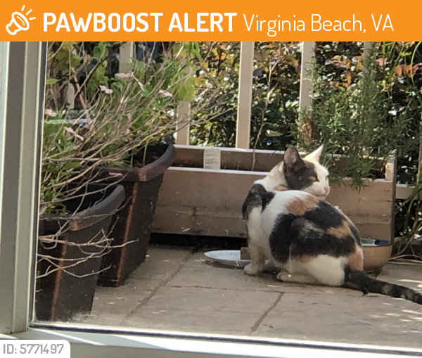 Found/Stray Unknown Cat last seen Lubao Ln and Emelita Dr, Virginia Beach, VA 23456