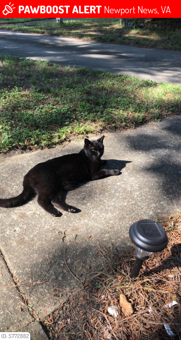 Lost Male Cat last seen Jefferson Ave and Bell King , Newport News, VA 23606