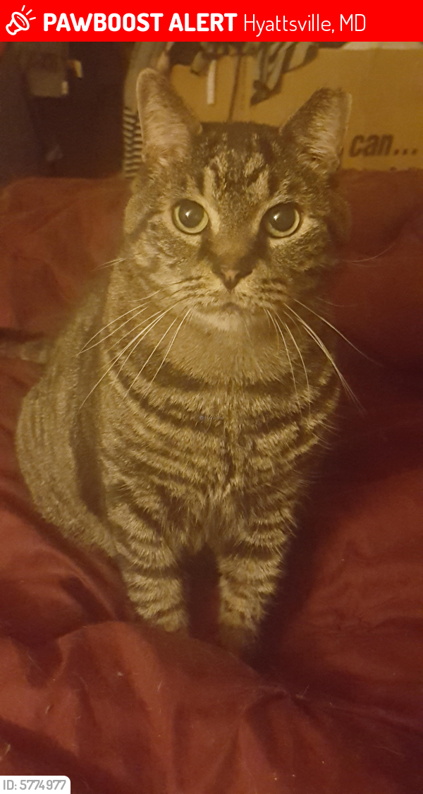 Lost Male Cat last seen 15th Ave and Kanawha St (off of University Blvd, E), Hyattsville,  MD, Hyattsville, MD 20783