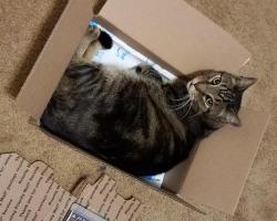 Reunited Male Cat last seen Chittenden Rd & Broad St, Clifton, NJ 07013