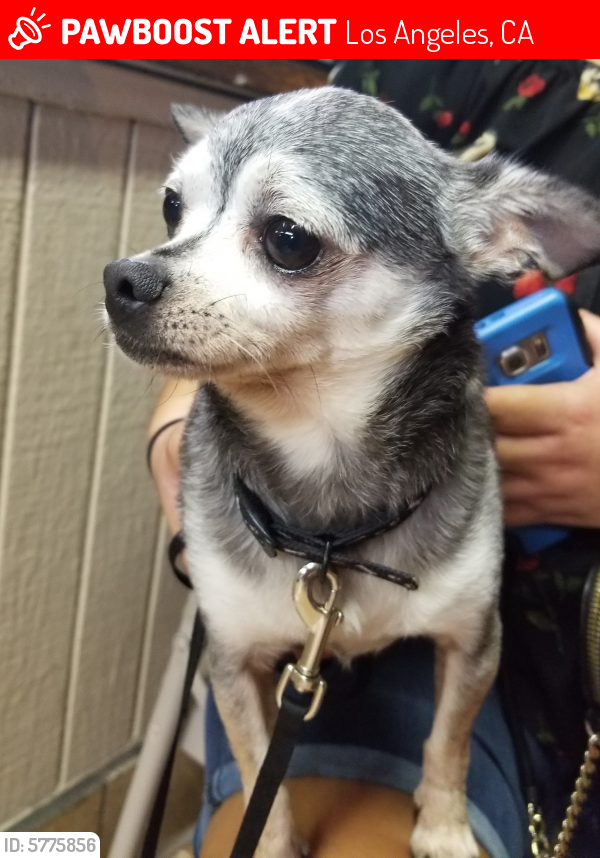 Lost Male Dog last seen 54th and Main St, Los Angeles, CA 90011