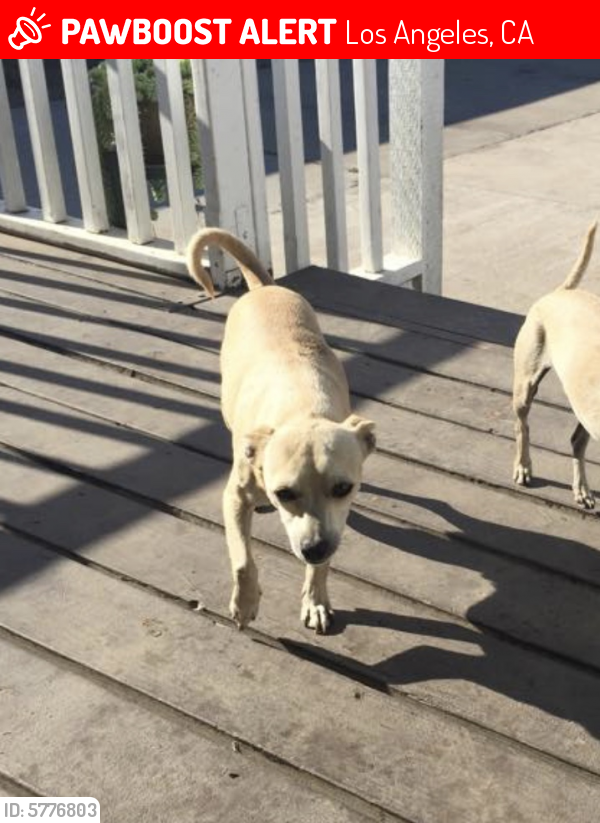 Lost Male Dog last seen E 120th st and S Central ave, Los Angeles, CA 90059