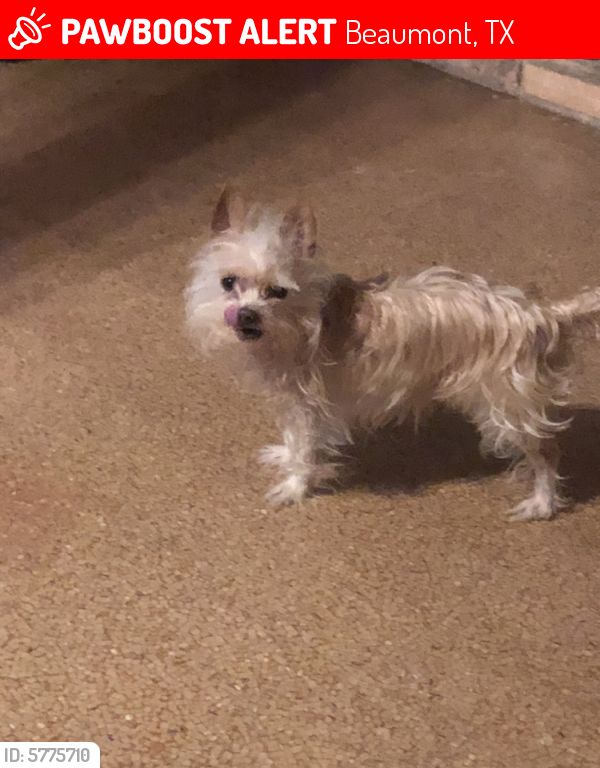 Lost Male Dog last seen Concord, Beaumont, TX 77708
