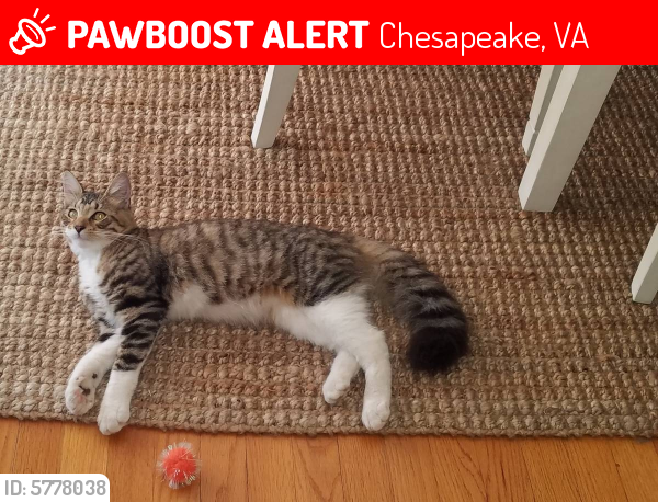 Lost Male Cat last seen Near KEMPSVILLE AND BATTLEFIELD BLVD , Chesapeake, VA 23320