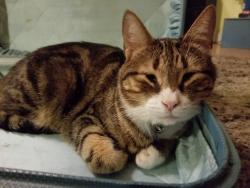 Lost Male Cat last seen Eskew off Brodie south of William Cannon, Austin, TX 78749