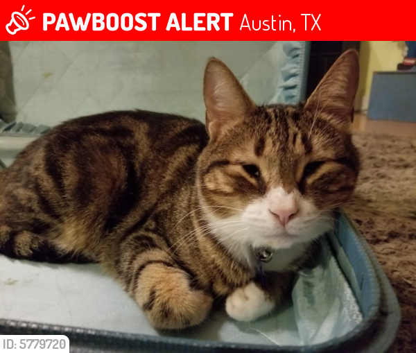 Lost Male Cat last seen Eskew off Brodie south of William Cannon, Austin, TX 78749