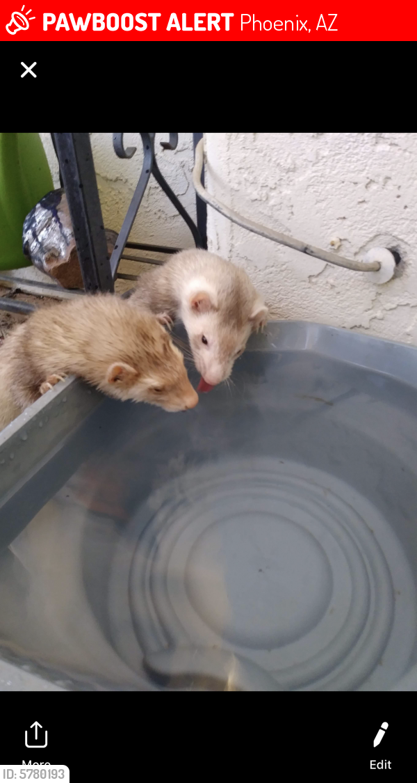 Phoenix, AZ Lost Male Ferret, Missing Ferret Is Missing PawBoost