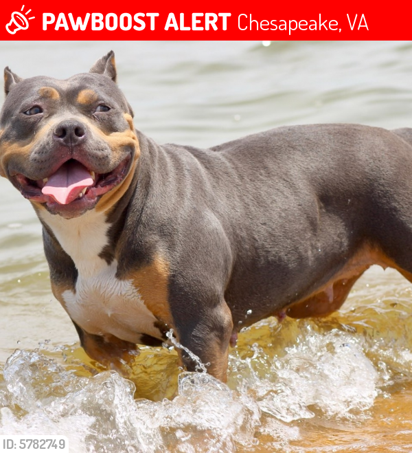 Lost Female Dog last seen Near Hull st Chesapeake VA, Chesapeake, VA 23324