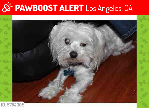 Lost Male Dog last seen Huntington and Eastern, Los Angeles, CA 90032