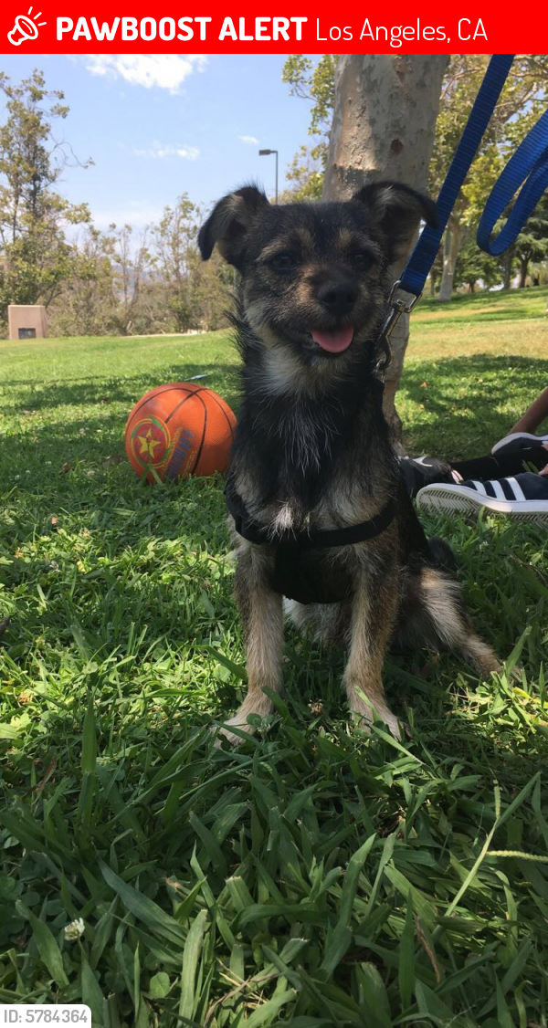 Lost Male Dog last seen Avalon and 79st, Los Angeles, CA 90003