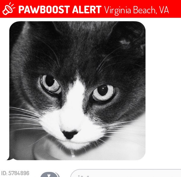 Lost Female Cat last seen Boxley drive and cardington court , Virginia Beach, VA 23456