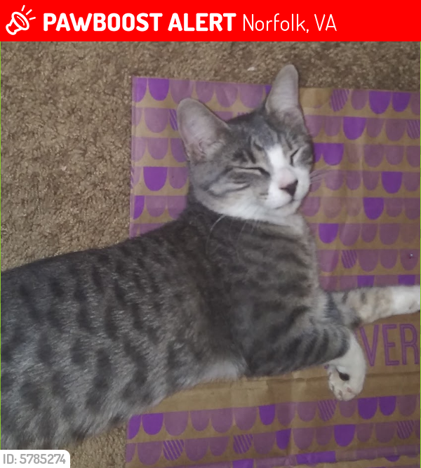 Lost Male Cat last seen Maple Ave, Norfolk, VA 23503