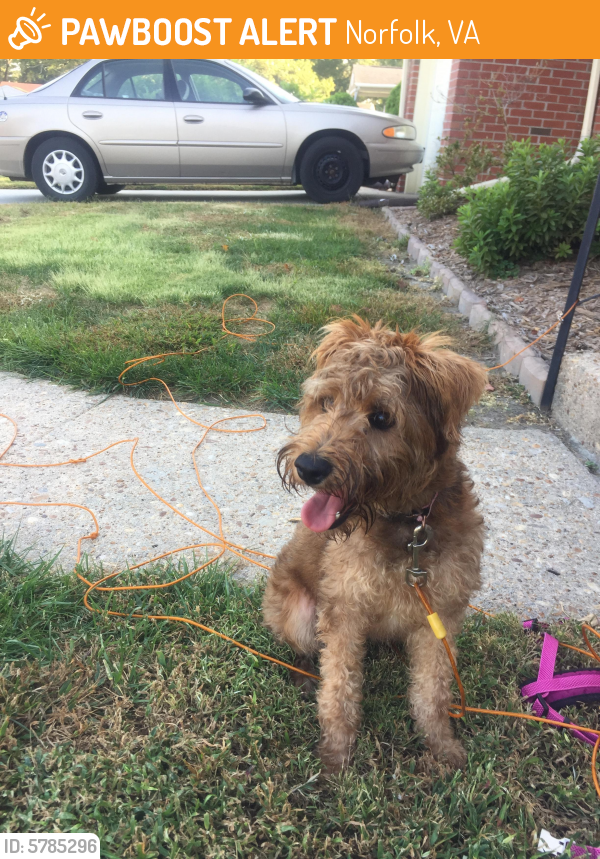 Found/Stray Female Dog last seen Gamage Drive and Townley, Norfolk, VA 23518