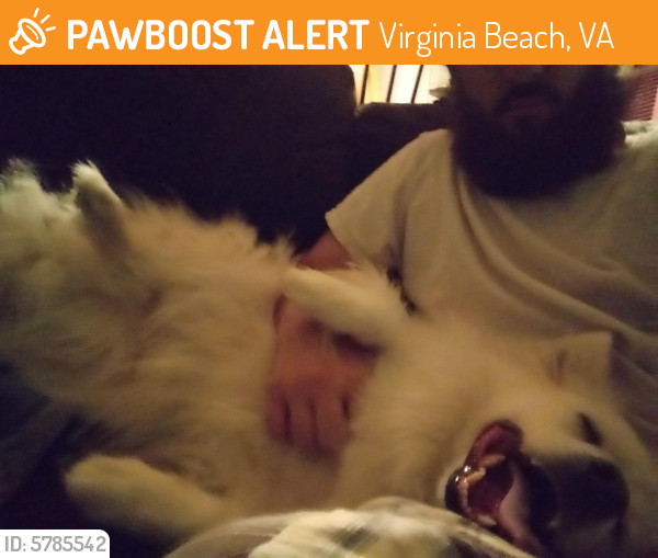 Found/Stray Male Dog last seen Bancroft dr, Virginia Beach, VA 23452