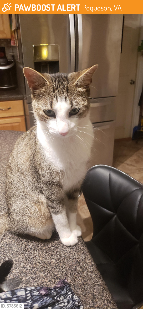 Found/Stray Unknown Cat last seen church st and Langley, Poquoson, VA 23662