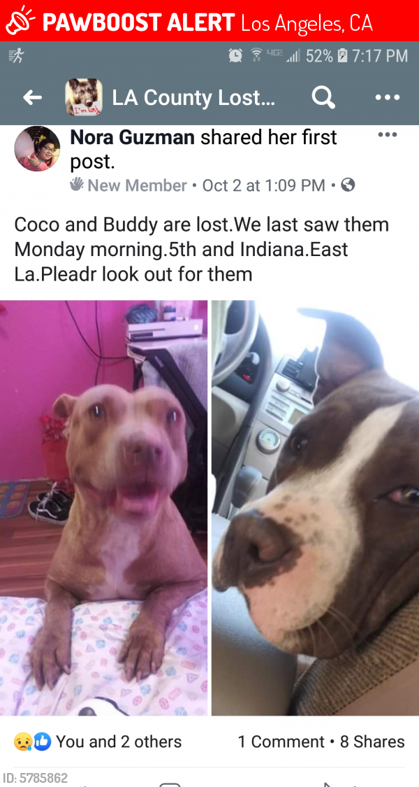 Deceased Female Dog last seen 5th and Indiana, Los Angeles, CA 90063