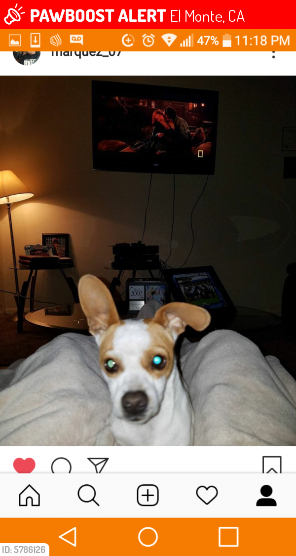 Lost Male Dog last seen peck and Tyler, El Monte, CA 91733