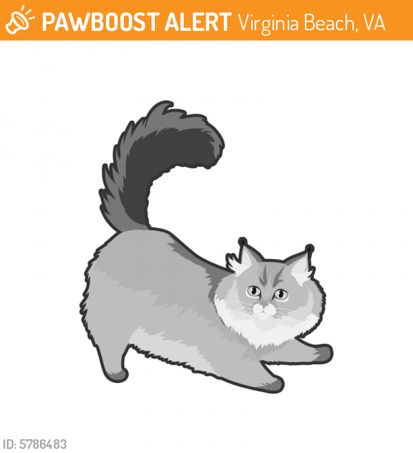 Found/Stray Unknown Cat last seen Harpers square apartments by Oceana naval base, Virginia Beach, VA 23454