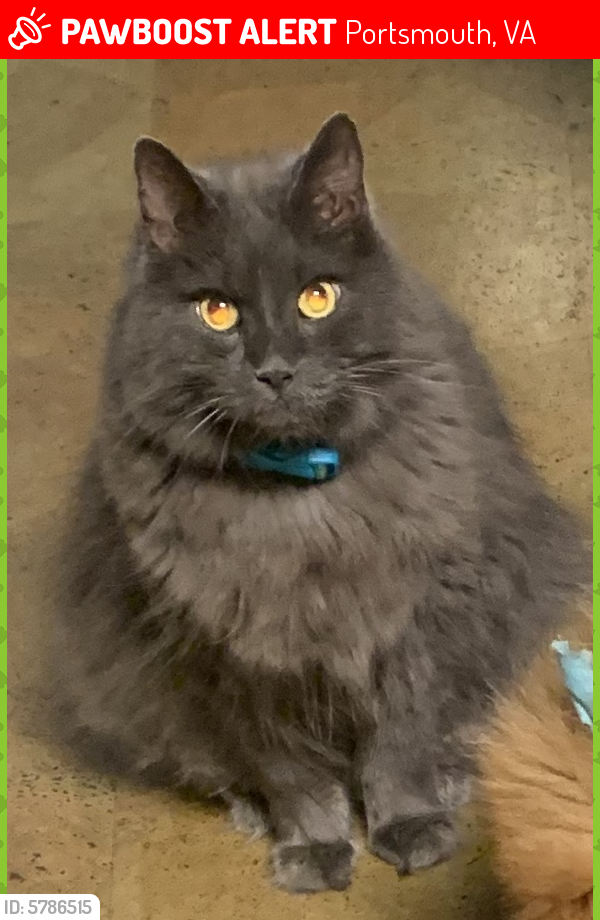 Lost Male Cat last seen Between Court and Dinwiddie Streets, Portsmouth, VA 23704