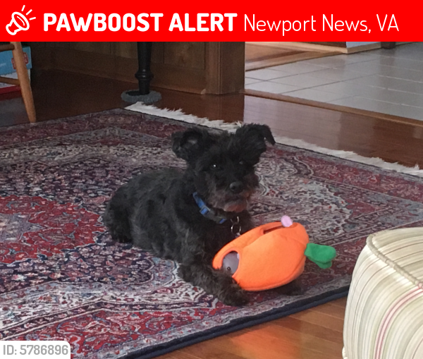 Lost Male Dog last seen Paula Maria Ct, Newport News, Newport News, VA 23606